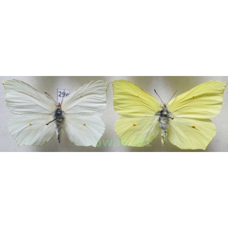 Gonepteryx rhamni (Linnaeus, 1758) pair Poland29e